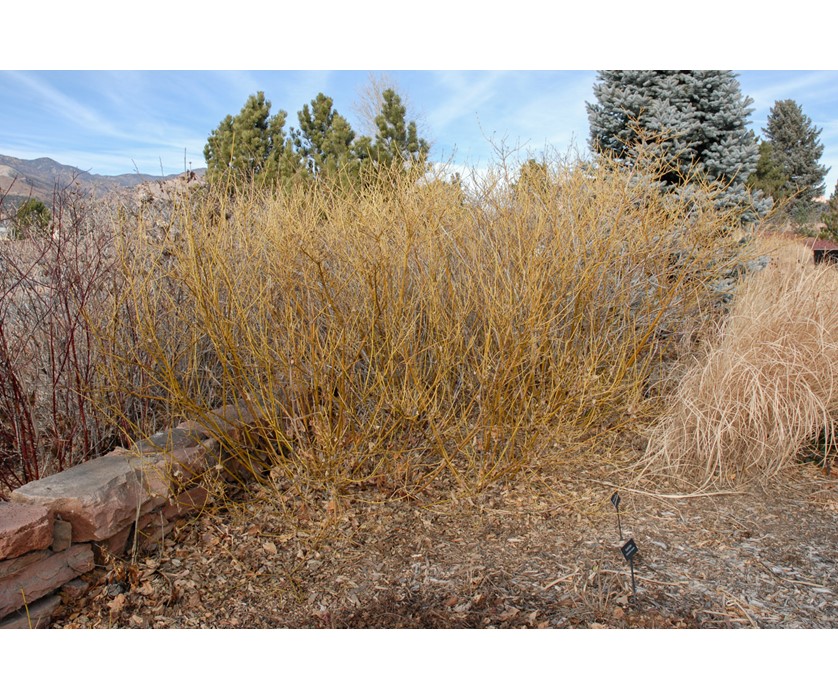 Yellow Twig Dogwood